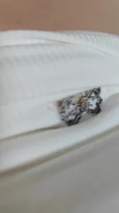 骚货少妇